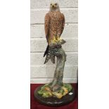 A composite model of a Red Kite perched on a naturalistic base, indistinct impressed signature, 64cm