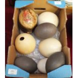 A collection of emu and ostrich eggs.
