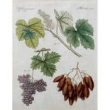 1 Bl. Radierung: Weinlaub "Grosse und Kleine Rosinen",24x18,5 cm, unter Passepartout und Glas