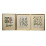 DREI BOTANISCHE TAFELNlithographische Tafeln mit kolorierten Pflanzenbildern, eine davon sig. "P.