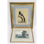 T Lord, watercolour of magpie, framed and glazed 23 x 32 cm, together with Fred Campbell,