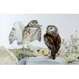 Peter Barnatt, 1974, two owls one with grasshopper in his mouth, watercolour, unsigned 30x 47cm.