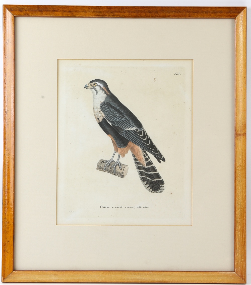 Set of four 19th century framed book plates of birds titled Calo, Cymindis, Faucon and Petrel, - Image 4 of 6