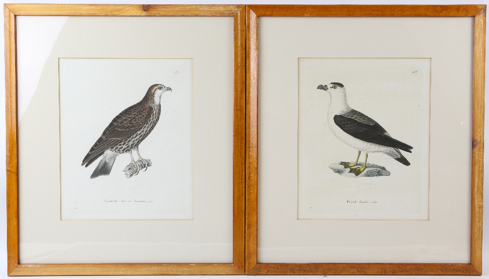 Set of four 19th century framed book plates of birds titled Calo, Cymindis, Faucon and Petrel, - Image 5 of 6