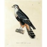 Set of four 19th century framed book plates of birds titled Calo, Cymindis, Faucon and Petrel,