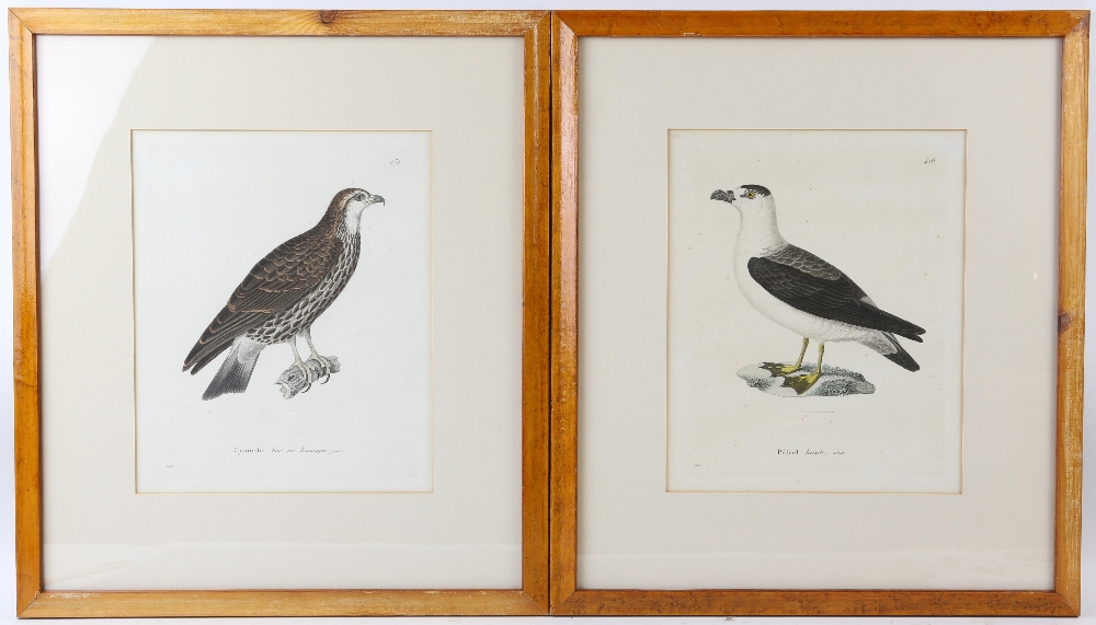Set of four 19th century framed book plates of birds titled Calo, Cymindis, Faucon and Petrel, - Image 6 of 6