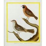 Pair 19th century framed book plates of birds titled 1. Moineau du Senegal, 2.Moineau du Canada