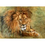 Pastel study of a lion, unsigned, 50cm x 73cm .