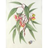 Elsie Margaret Stones (b.1920), Eucalyptus Caesia, Watercolour, signed, P & D Colnahhi &Co Ltd