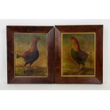 Pair of studies of cockerels, oil on board, each 27cm x 20cm