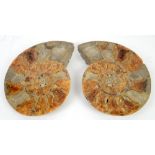 Polished split Ammonite - Madagascar approx 120 million years old ,with Harrods certificate 25cm