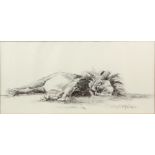 Julia Cassels, British, charcoal study of a sleeping lion, signed, 26cm x 55cm,.