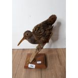 A TAXIDERMY WATER RAIL ON BRANCH