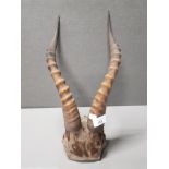 A SET OF IBEX HORNS IN SKULL