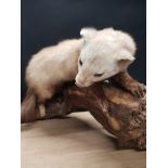 A TAXIDERMY FERRET ON DRIFT WOOD STAND