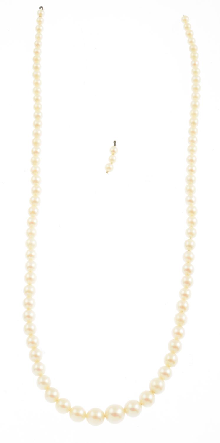 A graduated cultured pearl single strand, clasp deficient.Cultured pearl diameter 8 to 4mms. - Image 2 of 2