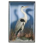 A late 19th Century taxidermy study of a heron in natural setting amidst ferns,