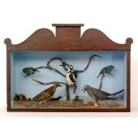 A taxidermy study of a woodpecker, two kingfishers, a pigeon and a cuckoo in natural setting,