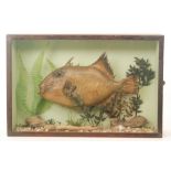 A 20th Century taxidermy study of a parrot fish in natural river setting,