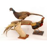 Two taxidermy studies of pheasants each on plinth bases and a gazelle trophy on a shield base (3)