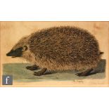 P MAZELL AFTER PETER PAILLOU - The Hedgehog, hand coloured etching, published c1761-1766,