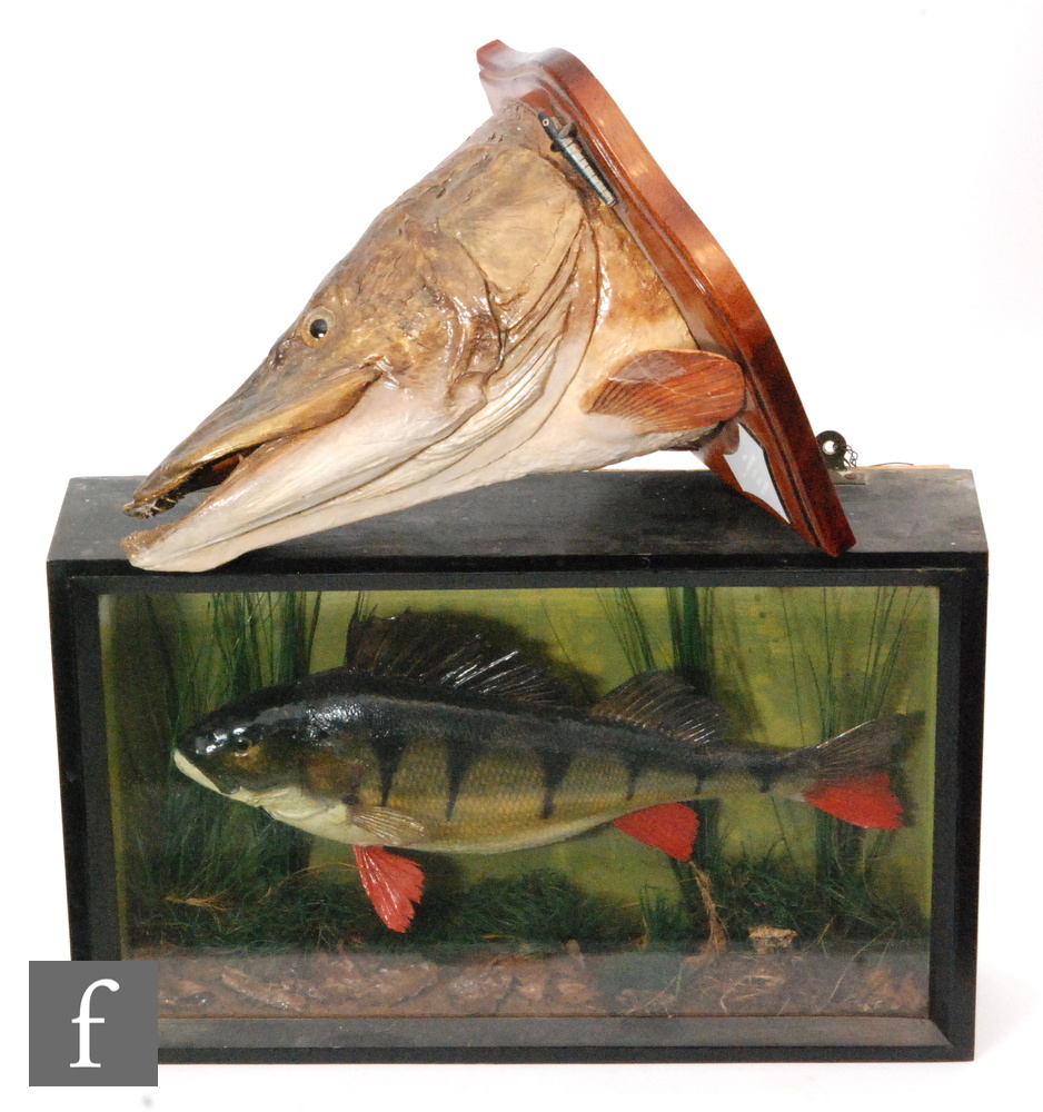 A 20th Century taxidermy study of a perch in river bed setting in a glazed display case, 31.