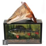 A 20th Century taxidermy study of a perch in river bed setting in a glazed display case, 31.