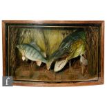 A 20th Century taxidermy study of an open jaw pike attacking a perch in river bed setting,