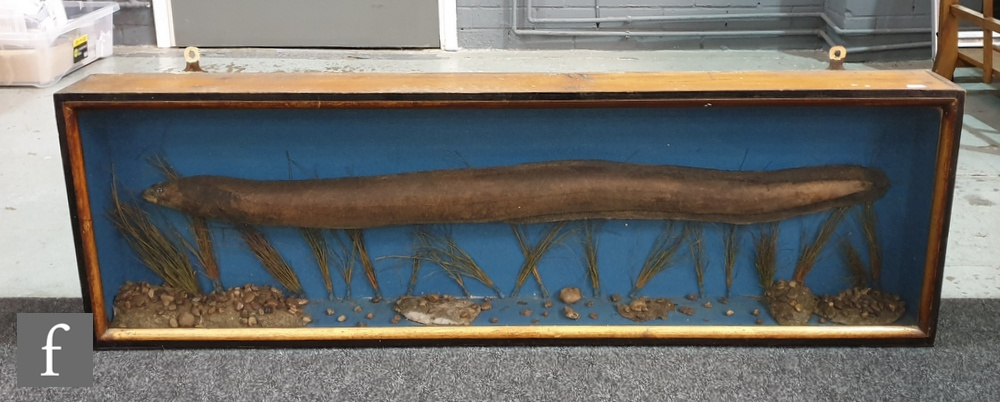 An early 20th Century taxidermy study of an eel in naturalistic river setting and blue background,