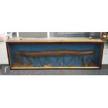 An early 20th Century taxidermy study of an eel in naturalistic river setting and blue background,