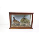 Taxidermy: A mahogany cased set of Irish Birds, including a Pheasant, Snipe,