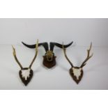 Taxidermy: A skull of a Mountain Ram, with large horns; also a pair of small Deer Horns, mounted.