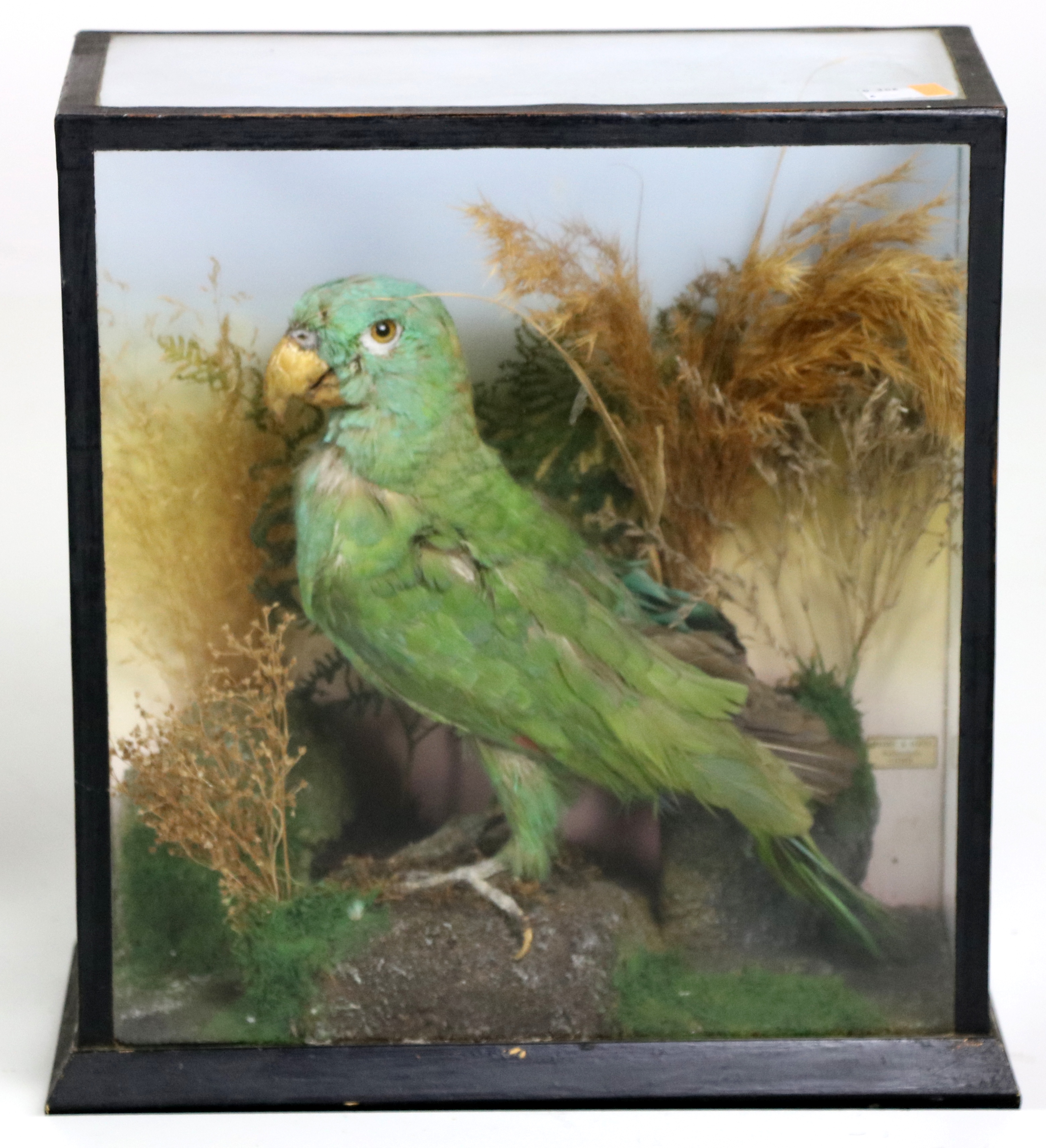 Taxidermy: A finely modelled Hahn's Macaw Parrot, perched in a naturalistic setting by Rohu & Sons,