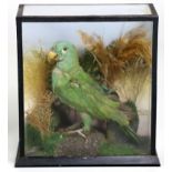 Taxidermy: A finely modelled Hahn's Macaw Parrot, perched in a naturalistic setting by Rohu & Sons,