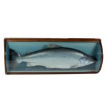 Taxidermy: A very large "Cased Salmon, 34 1/2 lbs Caught by David Baird, Benchill, River Tay,