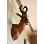 Taxidermy: Red Hartebeest (Alcelaphus Caama) c.