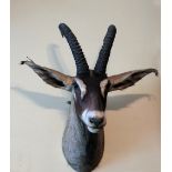 Taxidermy: A wall mounted Head and Antlers of an Ibex, by Rowland Ward, approx. 92cms (36").