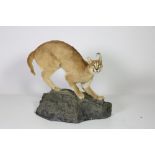 Taxidermy: An African Caracal (Caracal Caracal), full mount in crouched position and alert,