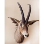 Taxidermy: A wall mounted Head and Antlers of an Ibex, by Rowland Ward, approx. 122cms (48").