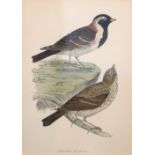 An attractive set of 8 hand coloured Bird Prints, c.