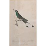 Coloured Prints: A collection of 9 coloured Ornithological Prints,