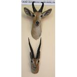 Taxidermy: A set of 5 varied sized Heads and Horns of Springbox & Gazelles, by Rowland Ward.