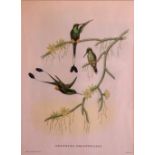 An attractive set of 6 coloured Ornithological Prints, after Gould, Rictor & Harte, mounted,