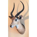Taxidermy: A fine quality wall mounted Head & Antlers of a Gazelle, by Rowland Ward, approx.