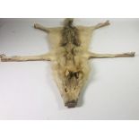 Taxidermy: An original white Wolf Skin, mounted on a wooden board.