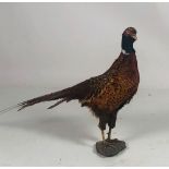 Taxidermy: A stuffed Model of a Cock Pheasant, on wooden base.