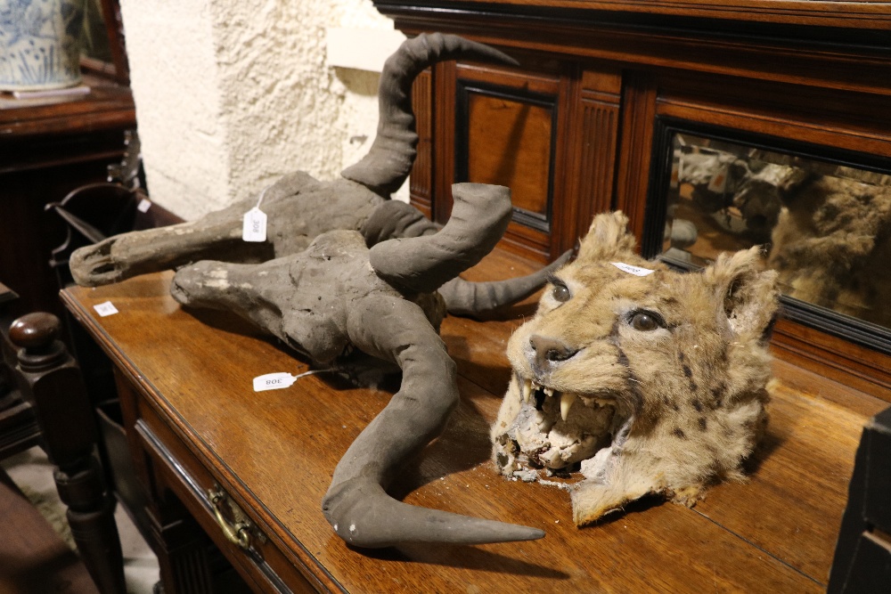 A 19th Century snarling Tiger Head, and a pair of Animal Skulls with horns, a lot, as is, w.a.f. - Image 3 of 3