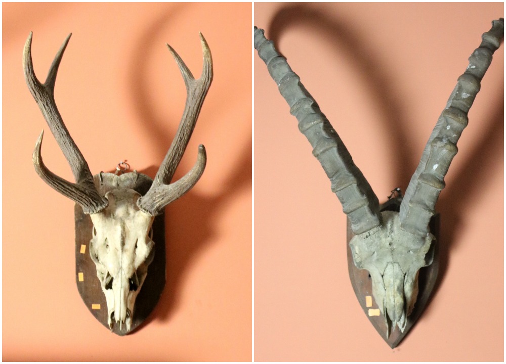 Taxidermy: A set of Gazelle Horns,