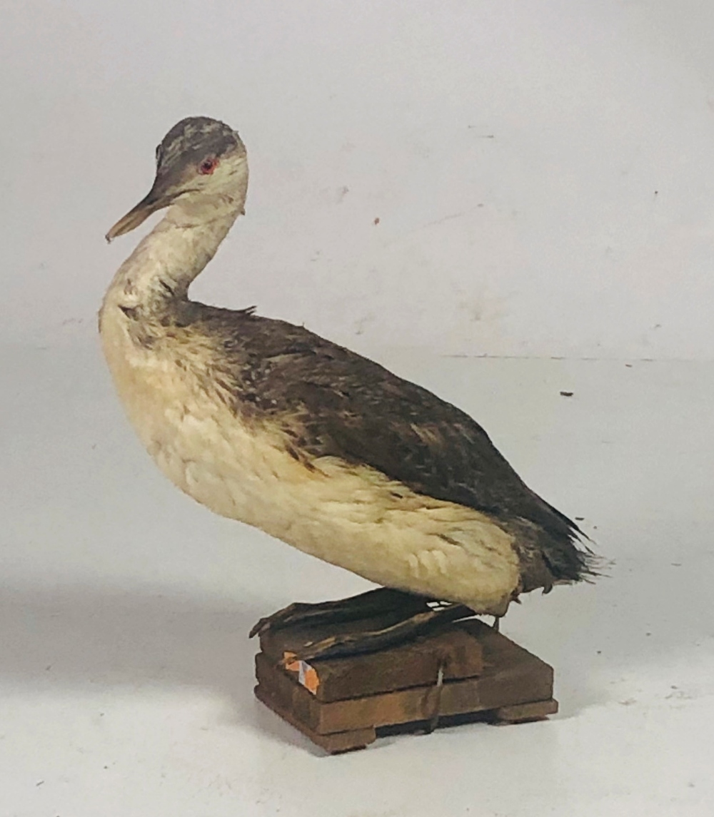Taxidermy: A seated Cormorant, with glass eyes on homemade base.