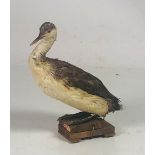 Taxidermy: A seated Cormorant, with glass eyes on homemade base.